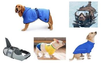 Best Swim Gear For Your Dog