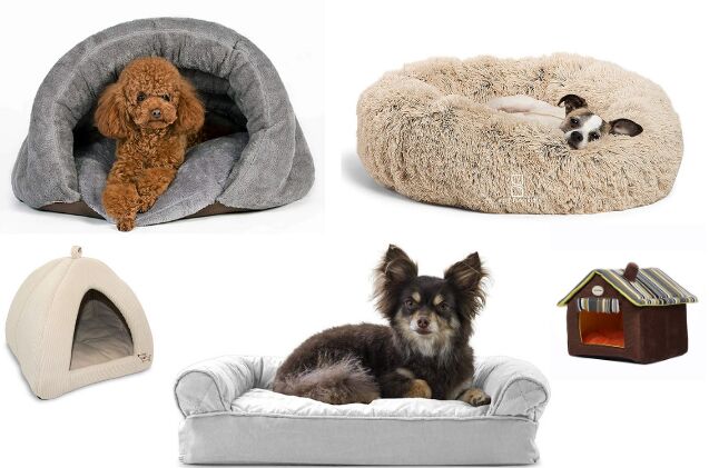 بهترین تخت برای سگ های کوچک |  PetGuide