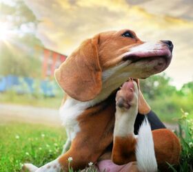 Best Flea and Tick Prevention Medication for Dogs