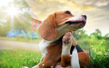 Best Flea and Tick Prevention Medication for Dogs