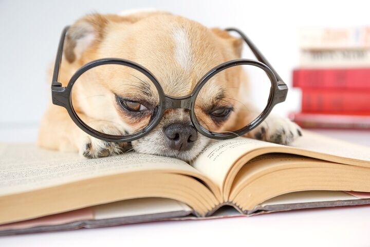 How to Read Your Dog’s Poop | PetGuide