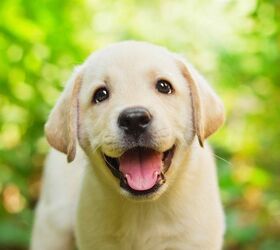 Labrador Retrievers Maintain Top Dog Status For 28th Straight Year