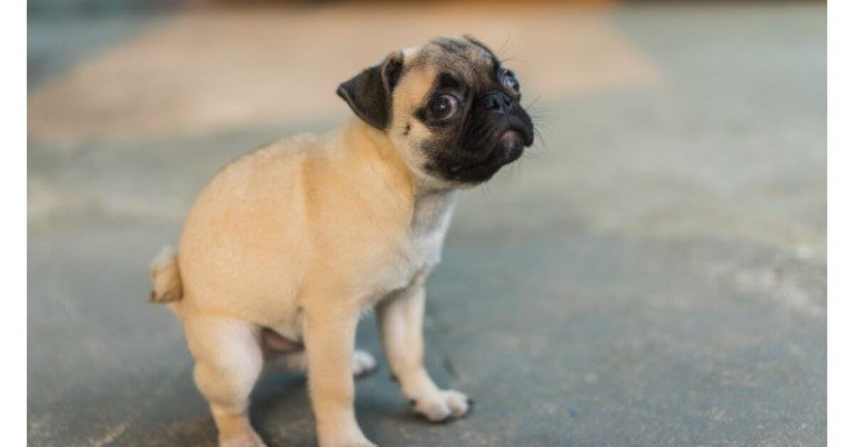 The Perfect Poop And Why It’s So Important | PetGuide