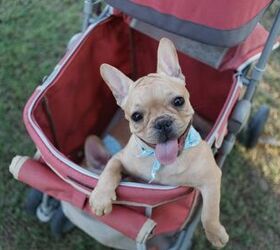 Best Strollers for Dogs