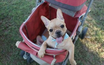 Best Strollers for Dogs