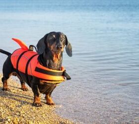 Best Lifejackets for Dogs