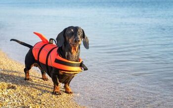 Best Lifejackets for Dogs