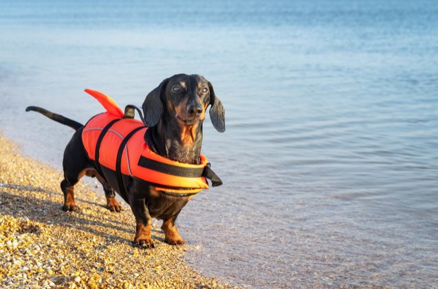 best lifejackets for dogs