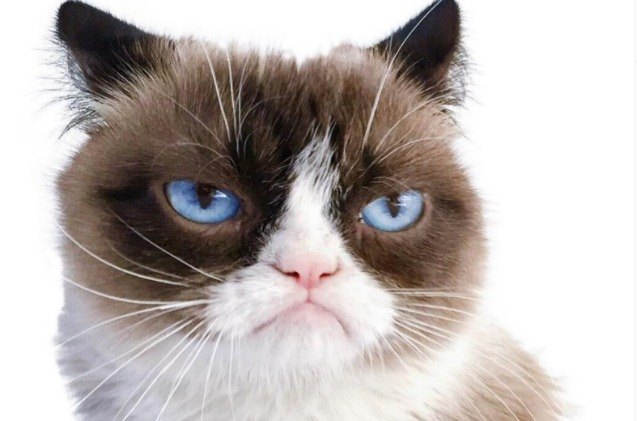 its the grumpiest day ever as grumpy cat has died