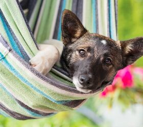 Top 10 Things To Do On Your Dog’s Summer Bucket List