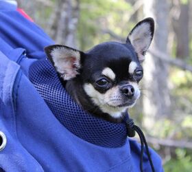 Are Dog Backpacks Good For Dogs
