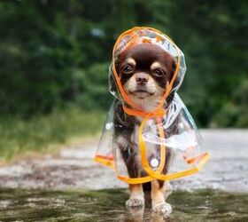 top 10 best raincoats for dogs