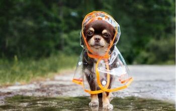 Top 10 Best Raincoats for Dogs
