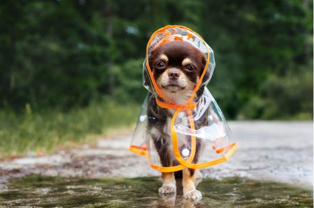 top 10 best raincoats for dogs