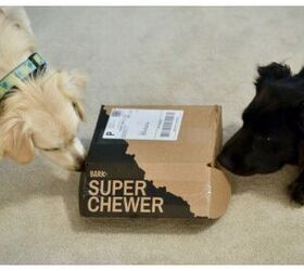 Product Review BarkBox Super Chewer Subscription Box PetGuide