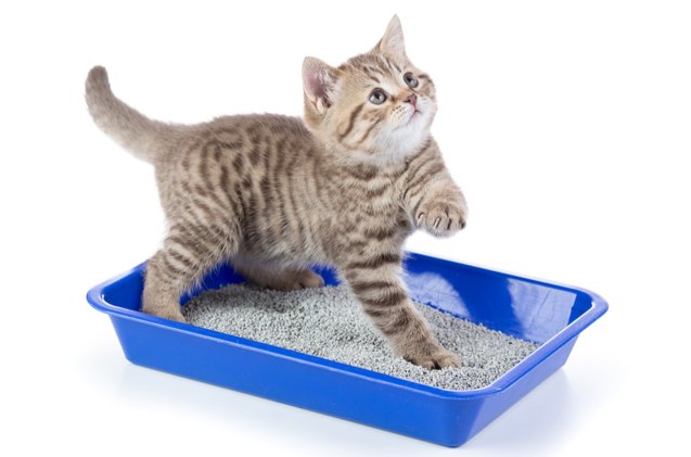 Best Cat Litter