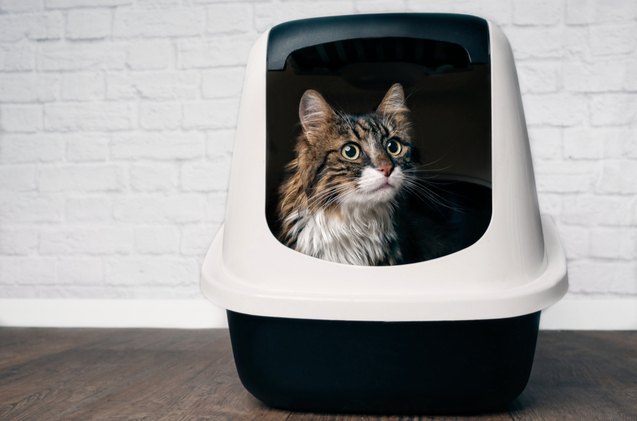 best cat litter boxes