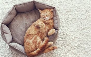 Top 10 Best Cat Beds