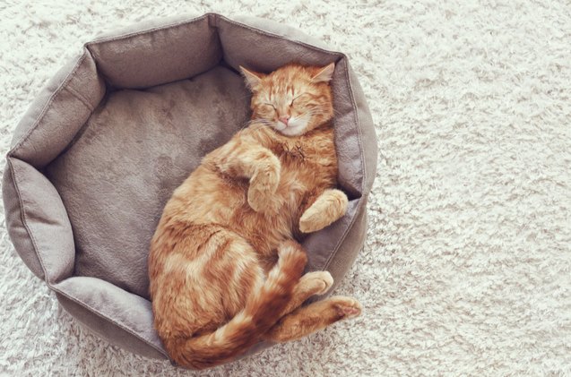 top 10 best cat beds