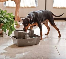 Best Water Fountains for Dogs