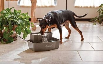 Best Water Fountains for Dogs