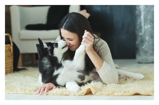 researchers find pet parents dont always agree with shelter pet des