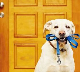 8 Signs Your Dog Wants to Go for a Walk