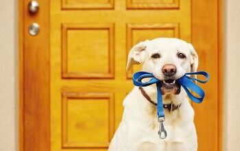 8 Signs Your Dog Wants to Go for a Walk