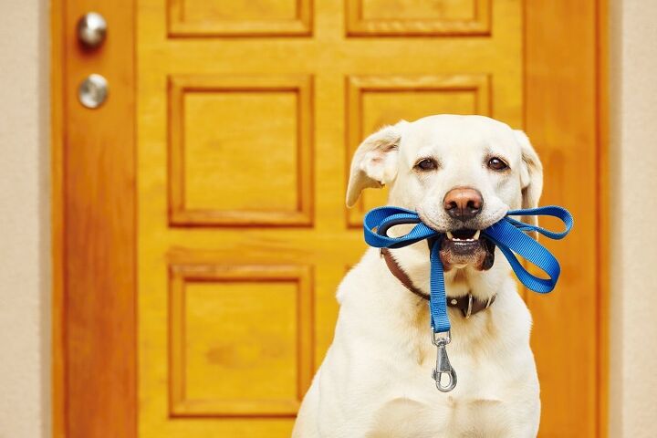 8 signs your dog wants to go for a walk