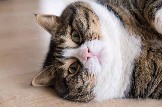 pets are getting heavier with each year and its damaging their hea