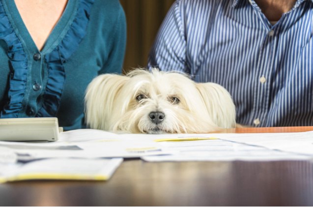 reports reveal majority of us pet owners couldn 8217 t afford an emergency vet bill