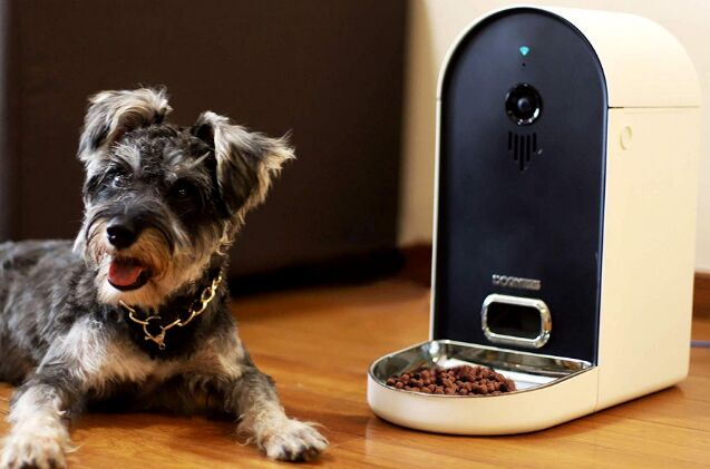 best automatic feeders for dogs