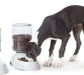 best automatic feeders for dogs
