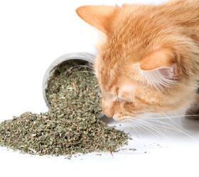 The Best Catnip for Herb-Loving Kitties