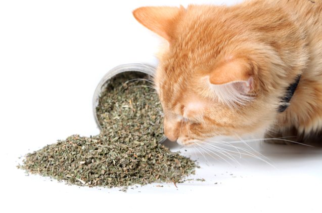 the best catnip for herb loving kitties