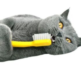 Best Dental Treats for Cats