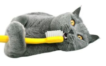 Best Dental Treats for Cats