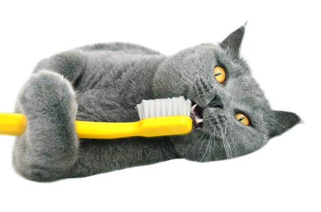 best dental treats for cats