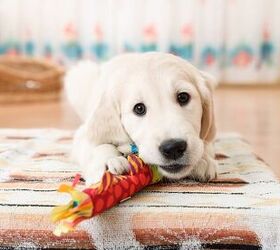 Top 10 Best Toys for Puppies