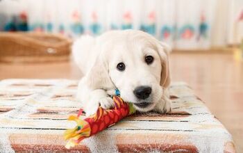 Top 10 Best Toys for Puppies