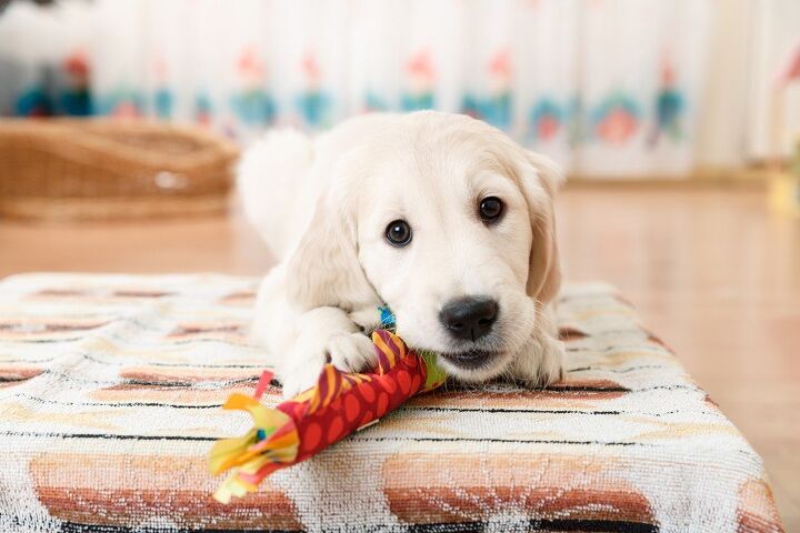 top 10 best toys for puppies