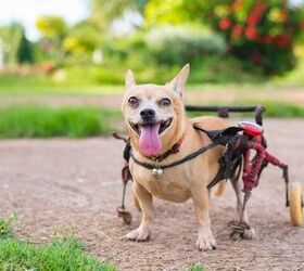 Best Wheelchairs for Dogs