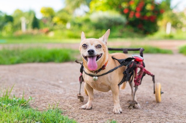 best wheelchairs for dogs