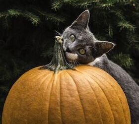 Boiled Pumpkin For Cats
