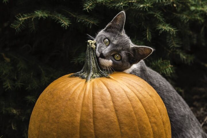 pumpkin for cats 8211 how and when to use it