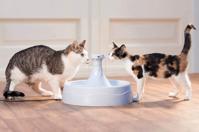 best water fountains for cats