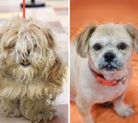 top 10 dirty dog contest makeovers revealed