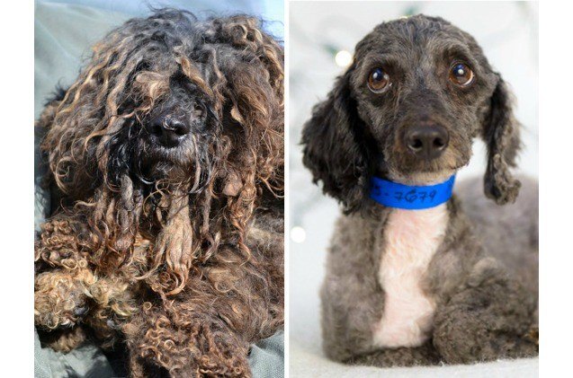 top 10 dirty dog contest makeovers revealed