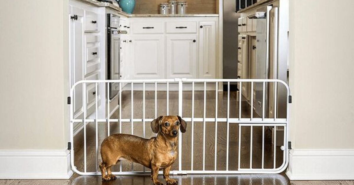 Best Dog Gates For Indoor And Outdoor Use PetGuide best-dog-gates-for-indoor-and-outdoor-use-petguide
