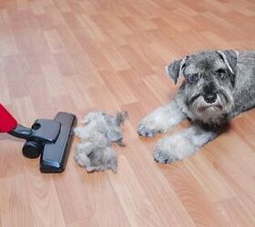 Best Pet Vacuums for Dog and Cat Hair